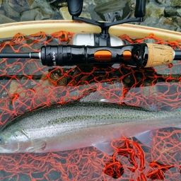 レインボートラウト