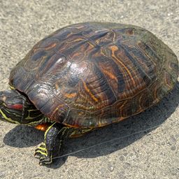 アメリカナマズ