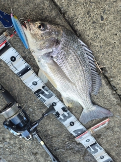 キビレの釣果