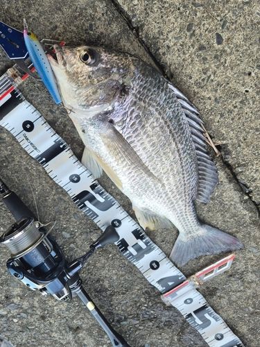 キビレの釣果