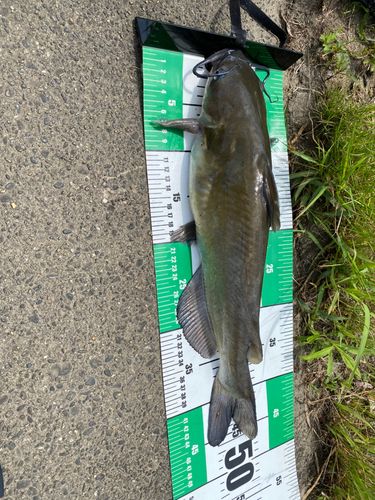 アメリカナマズの釣果