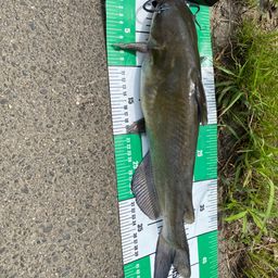 アメリカナマズ