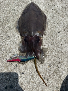 モンゴウイカの釣果