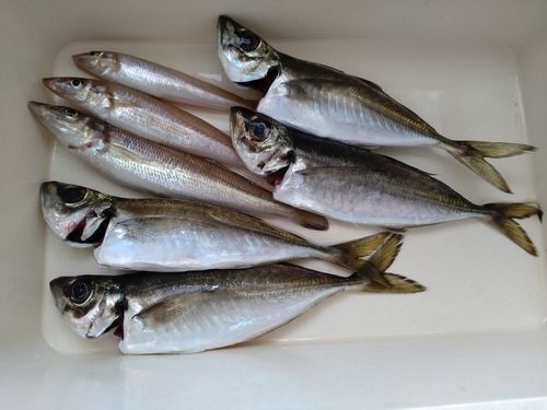 マアジの釣果