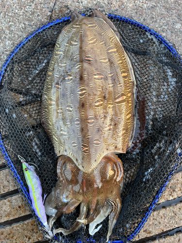 モンゴウイカの釣果