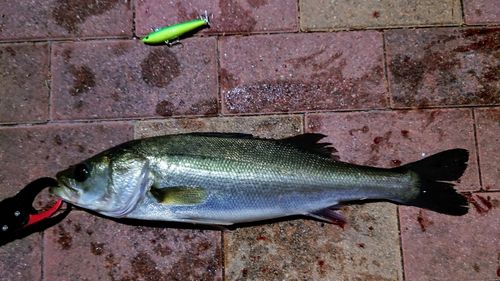 セイゴ（マルスズキ）の釣果