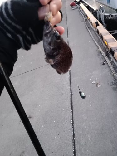 クロソイの釣果