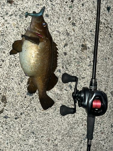 エゾメバルの釣果