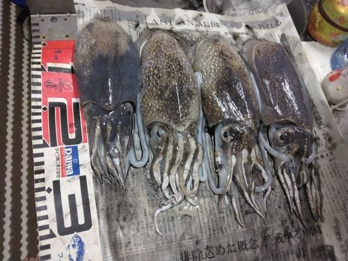 シリヤケイカの釣果