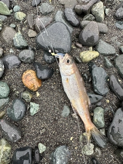 ムツの釣果