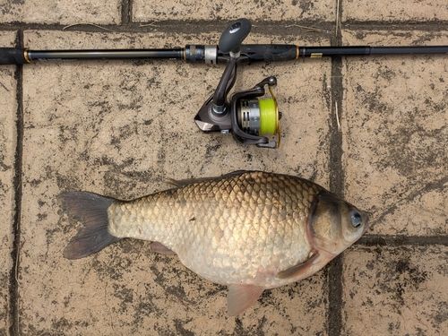 ヘラブナの釣果