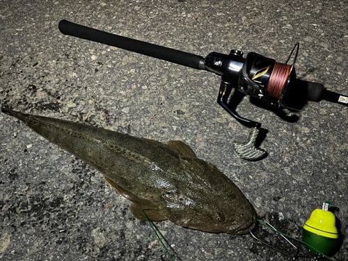 マゴチの釣果