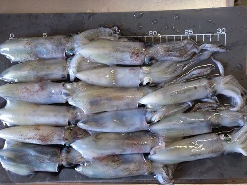 ジンドウイカの釣果