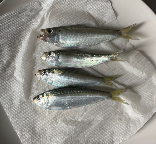 サバの釣果