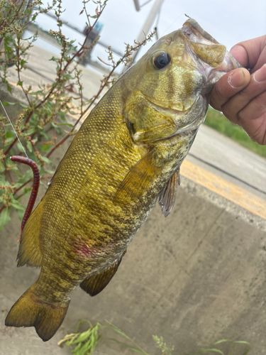 スモールマウスバスの釣果