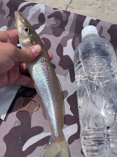 キスの釣果