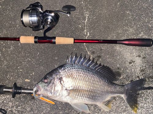 キビレの釣果