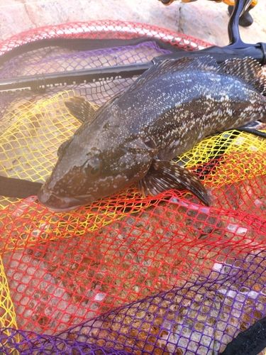 アイナメの釣果