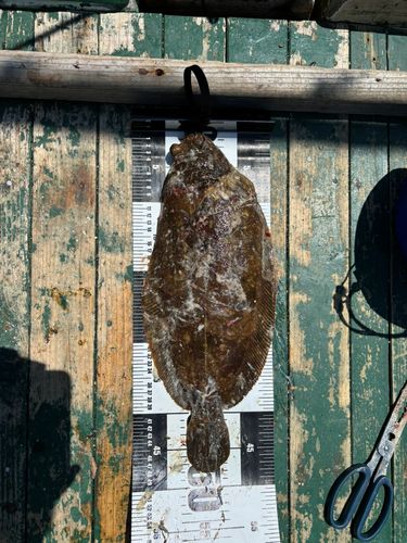 ナメタガレイの釣果