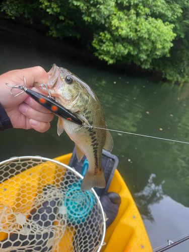 ラージマウスバスの釣果