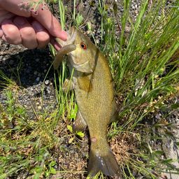 スモールマウスバス