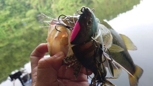 ブラックバスの釣果