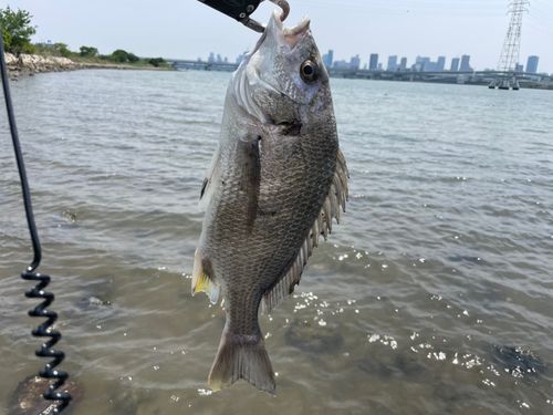 キビレの釣果