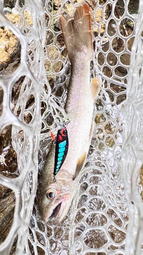 イワナの釣果