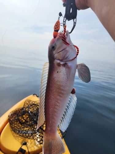 シロアマダイの釣果