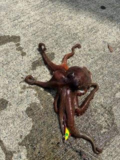 タコの釣果
