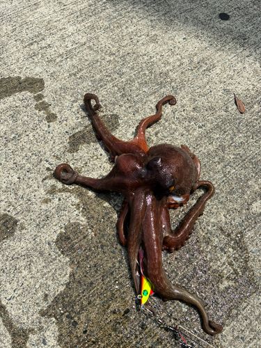 タコの釣果