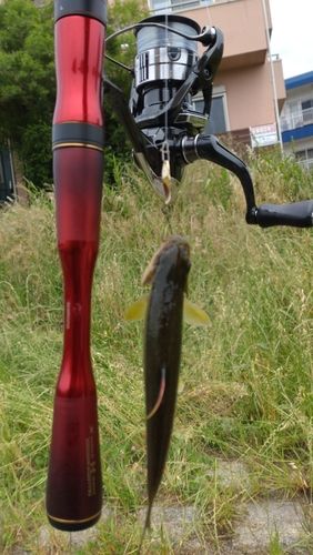 カワムツの釣果