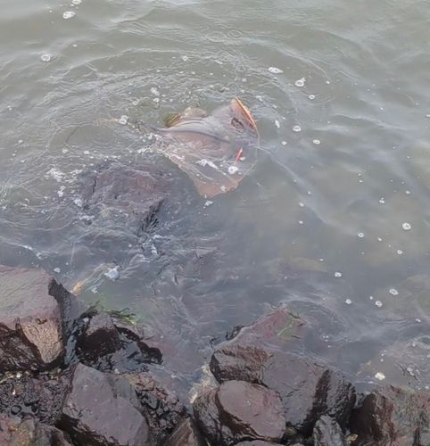 エイの釣果