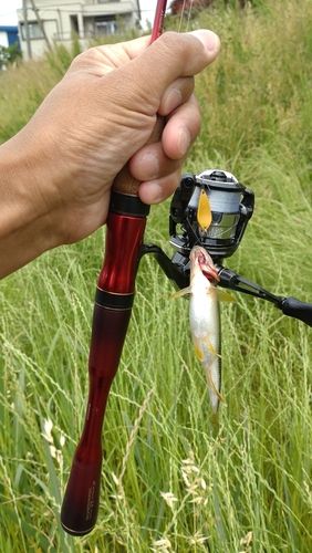 カワムツの釣果