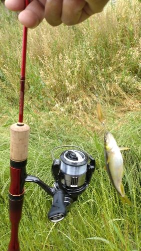 カワムツの釣果