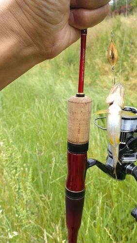 カワムツの釣果
