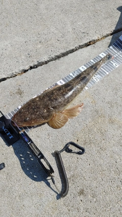 マゴチの釣果