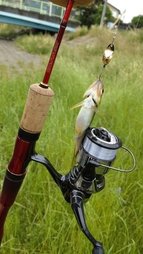 カワムツの釣果