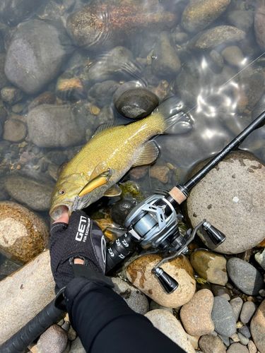 スモールマウスバスの釣果