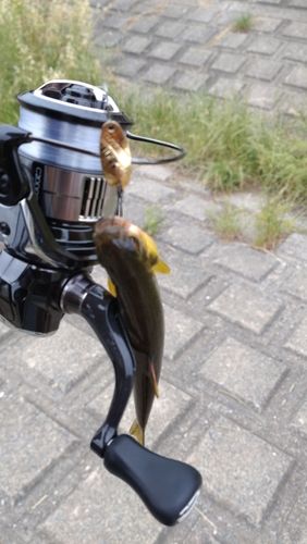 カワムツの釣果