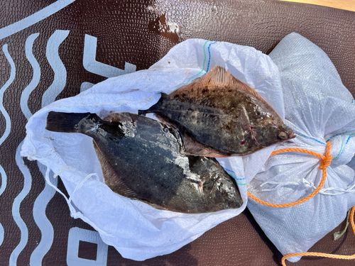 ヒラメの釣果