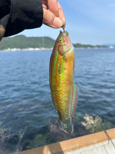 ギザミ