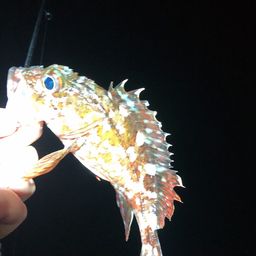 カサゴ