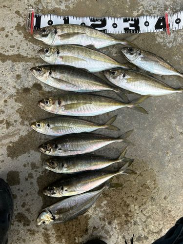 アジの釣果