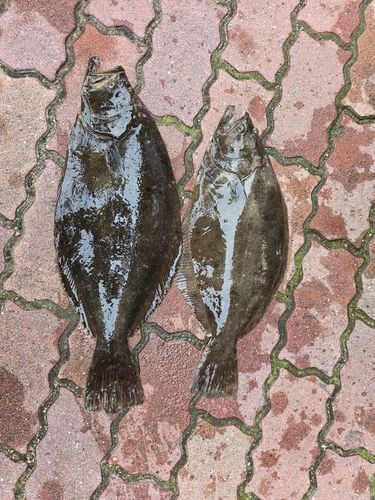 ヒラメの釣果