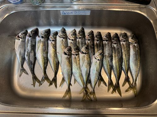 アジの釣果