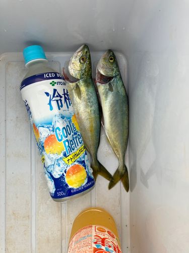 ワカシの釣果