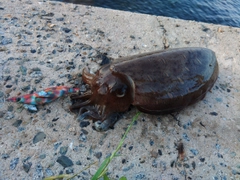 コウイカの釣果
