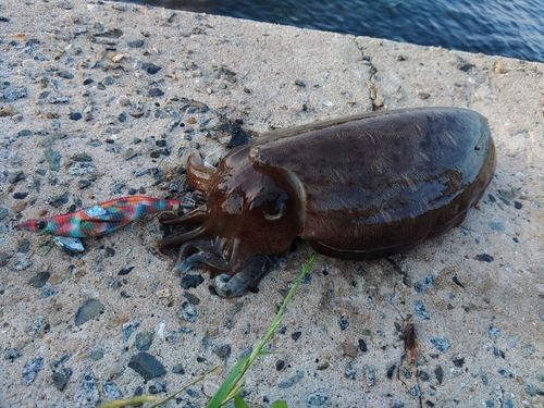 コウイカの釣果