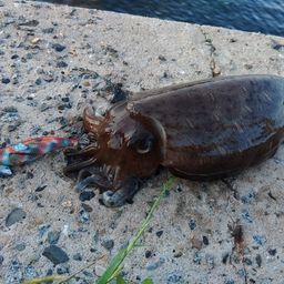 コウイカ